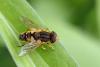 344145 – Photo : Marc Solari – France (68)